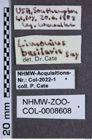 Etiketten zu Limonius basillaris (NHMW-ZOO-COL-0008608)